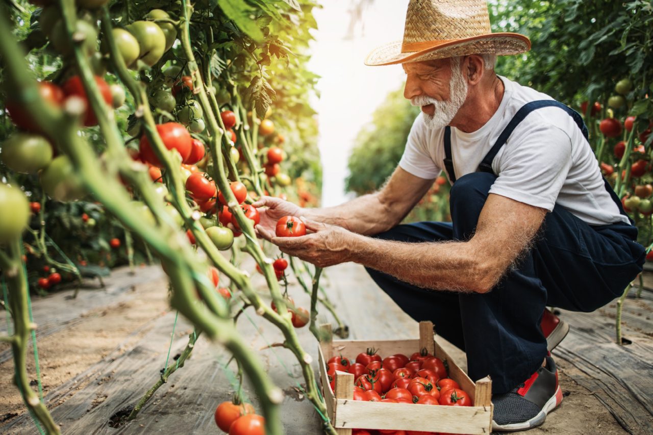 What self-managed Home Care Package / Support at Home providers are